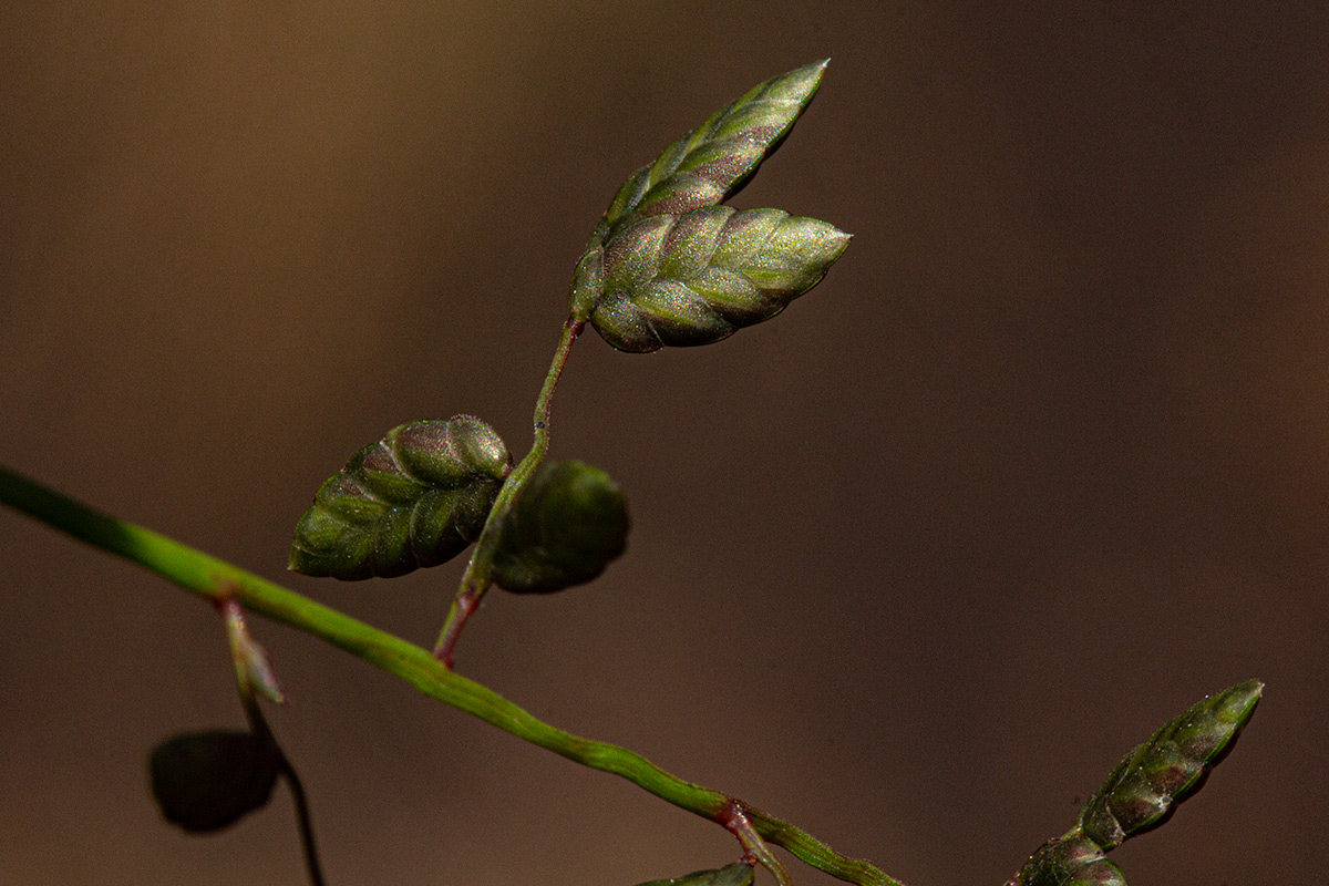 Eragrostis volkensii Eragrostis volkensii