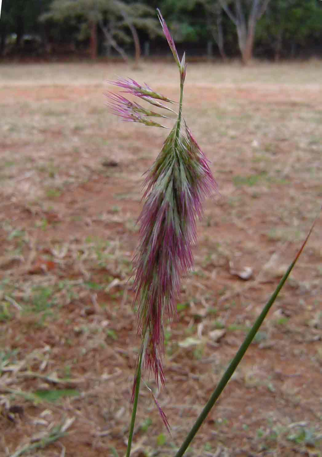 Harpachne schimperi Harpachne schimperi