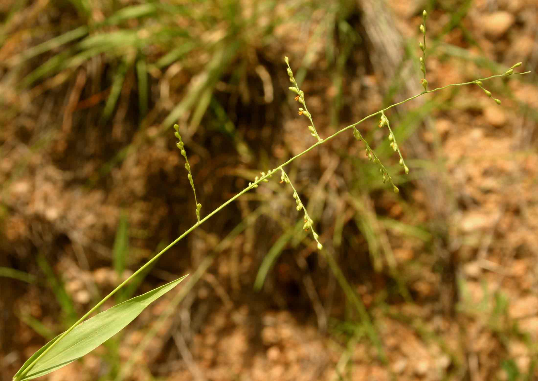 Urochloa deflexa