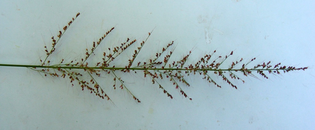Setaria lindenbergiana