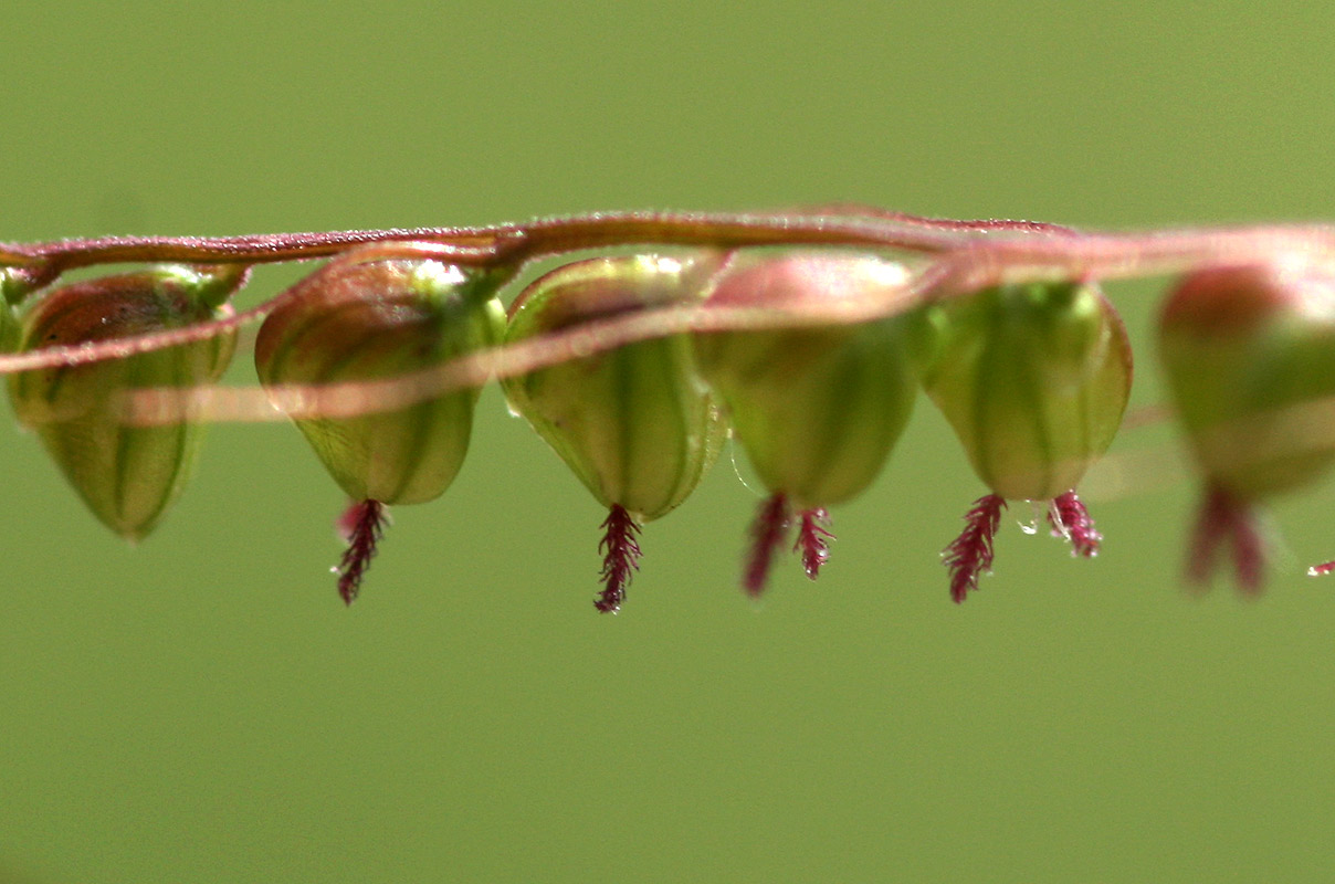 Setaria sagittifolia