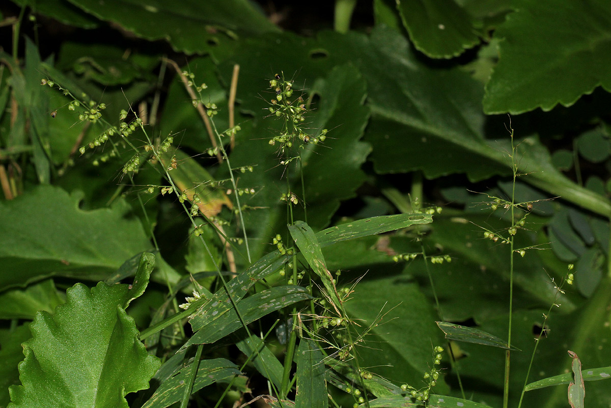 Setaria sagittifolia