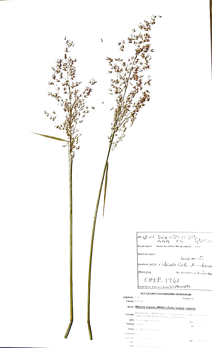 Melinis repens subsp. repens