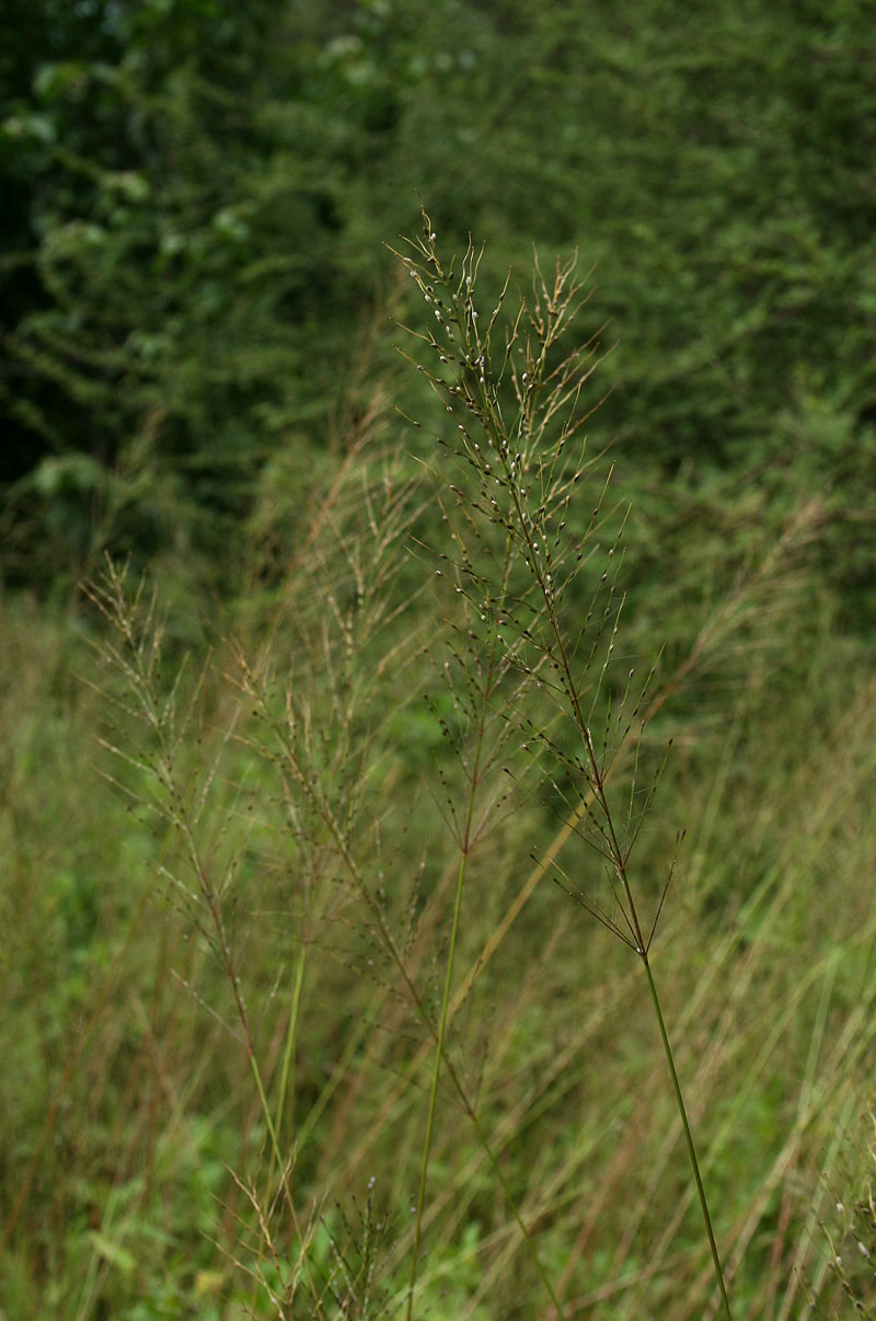 Digitaria perrottetii