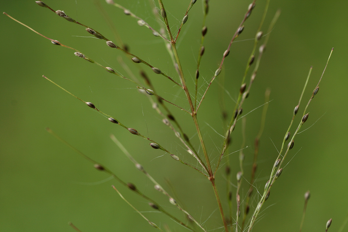 Digitaria perrottetii