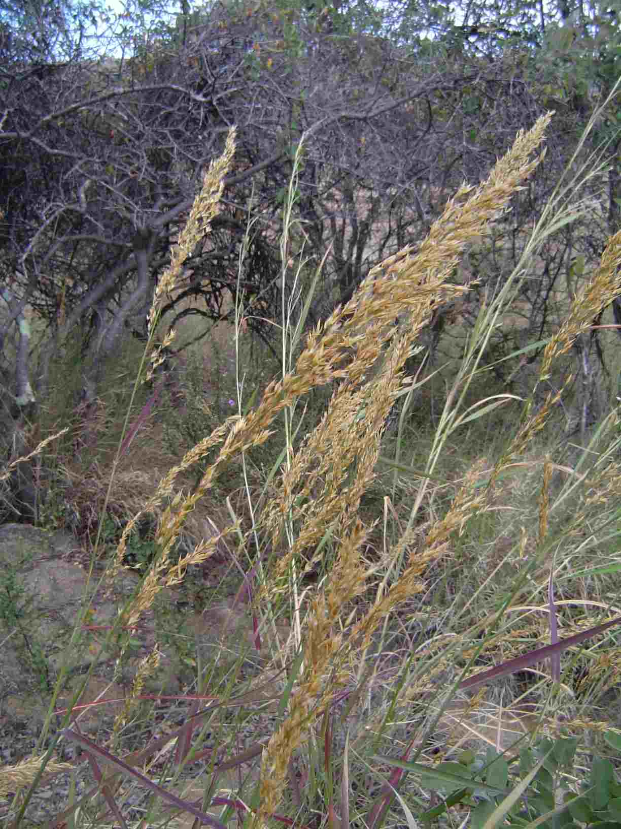 Danthoniopsis pruinosa