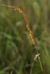 Trachypogon spicatus