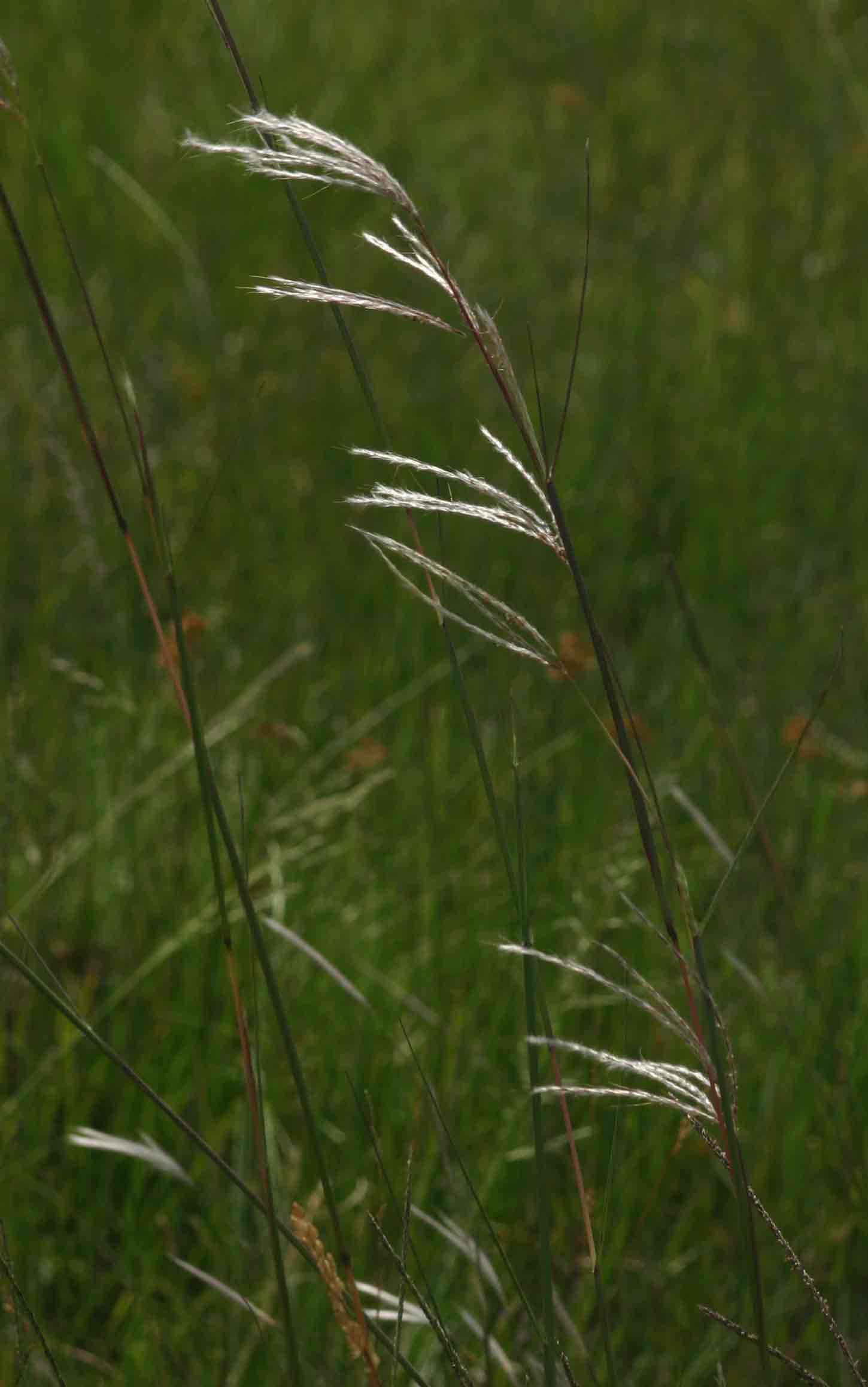 Andropogon eucomus subsp. huillensis