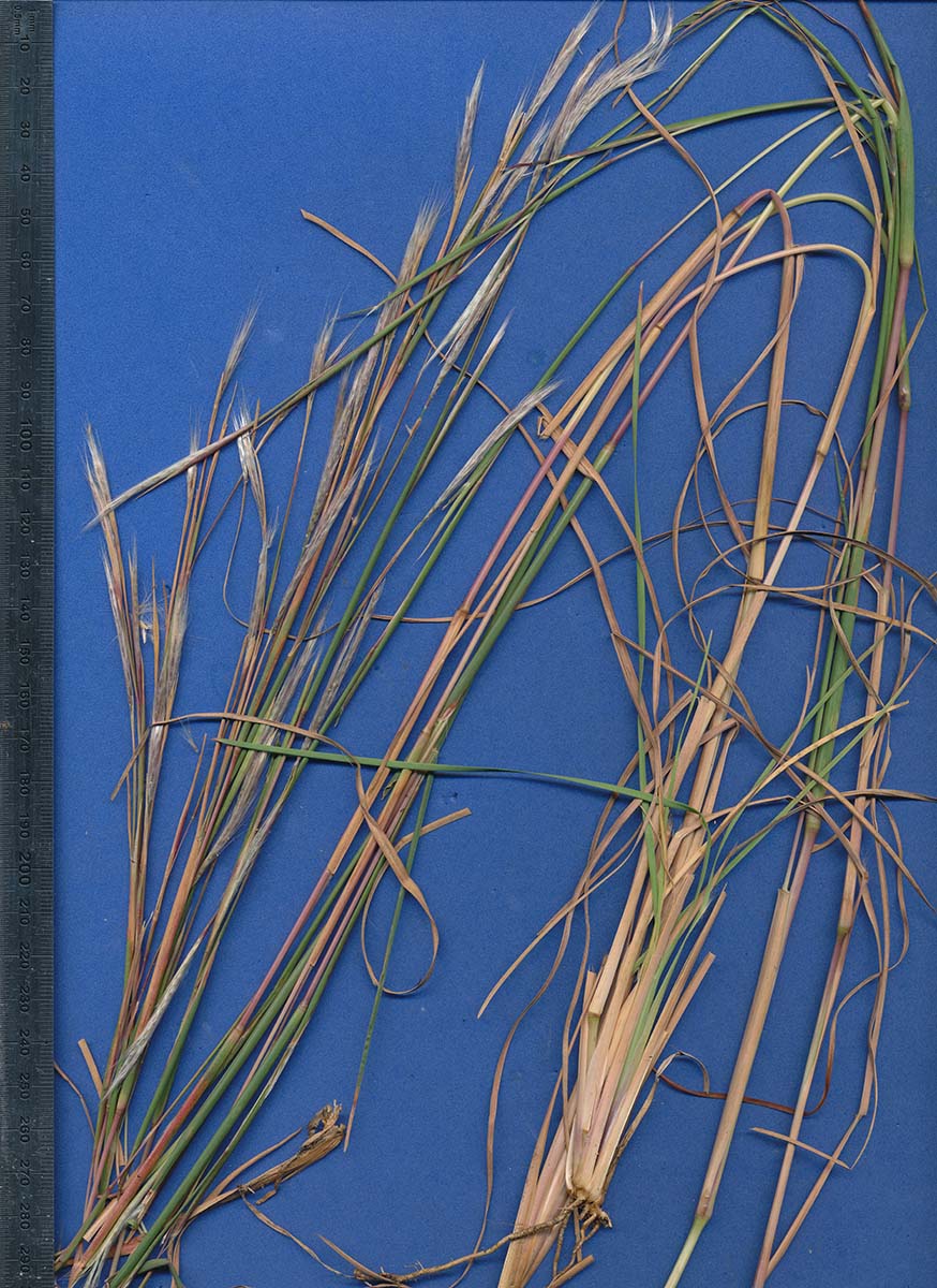 Andropogon eucomus subsp. huillensis