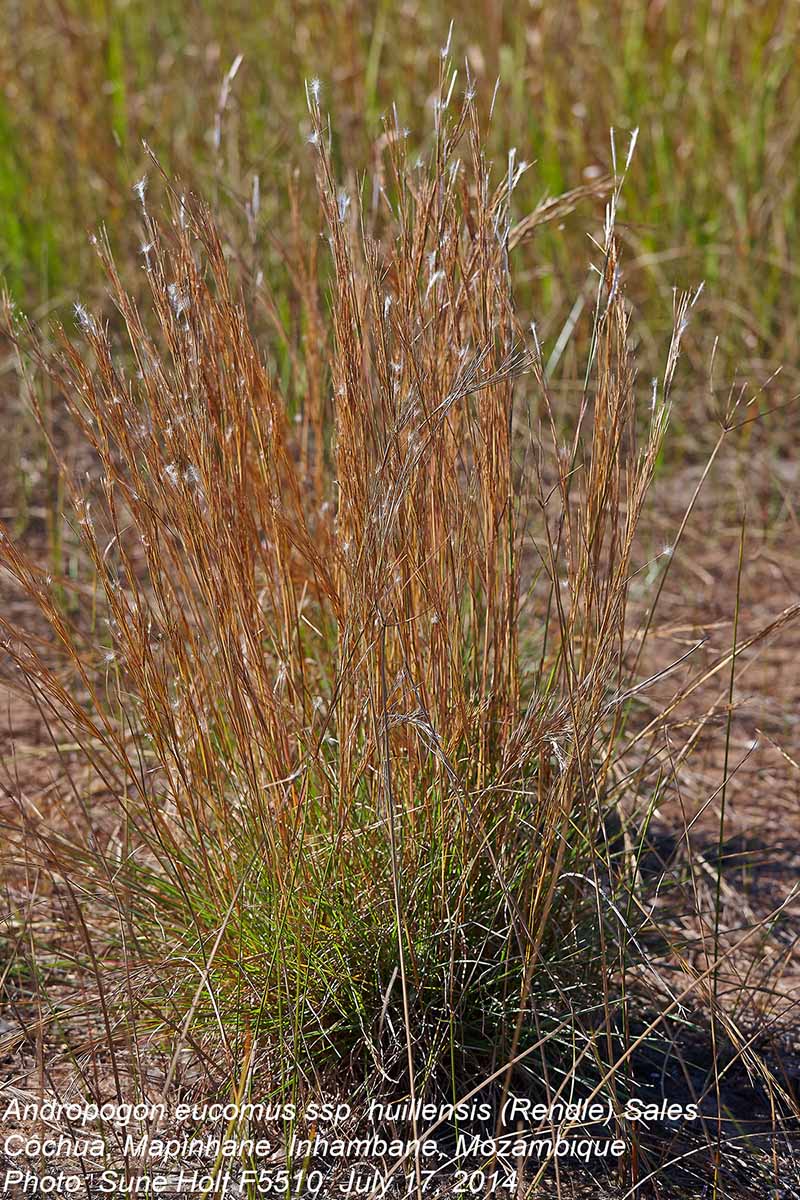 Andropogon eucomus subsp. huillensis