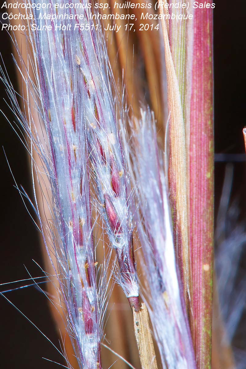 Andropogon eucomus subsp. huillensis