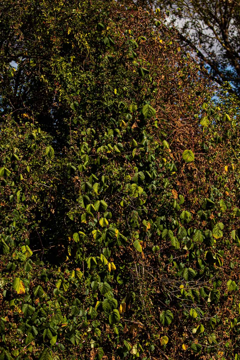 Ipomoea parasitica Ipomoea parasitica