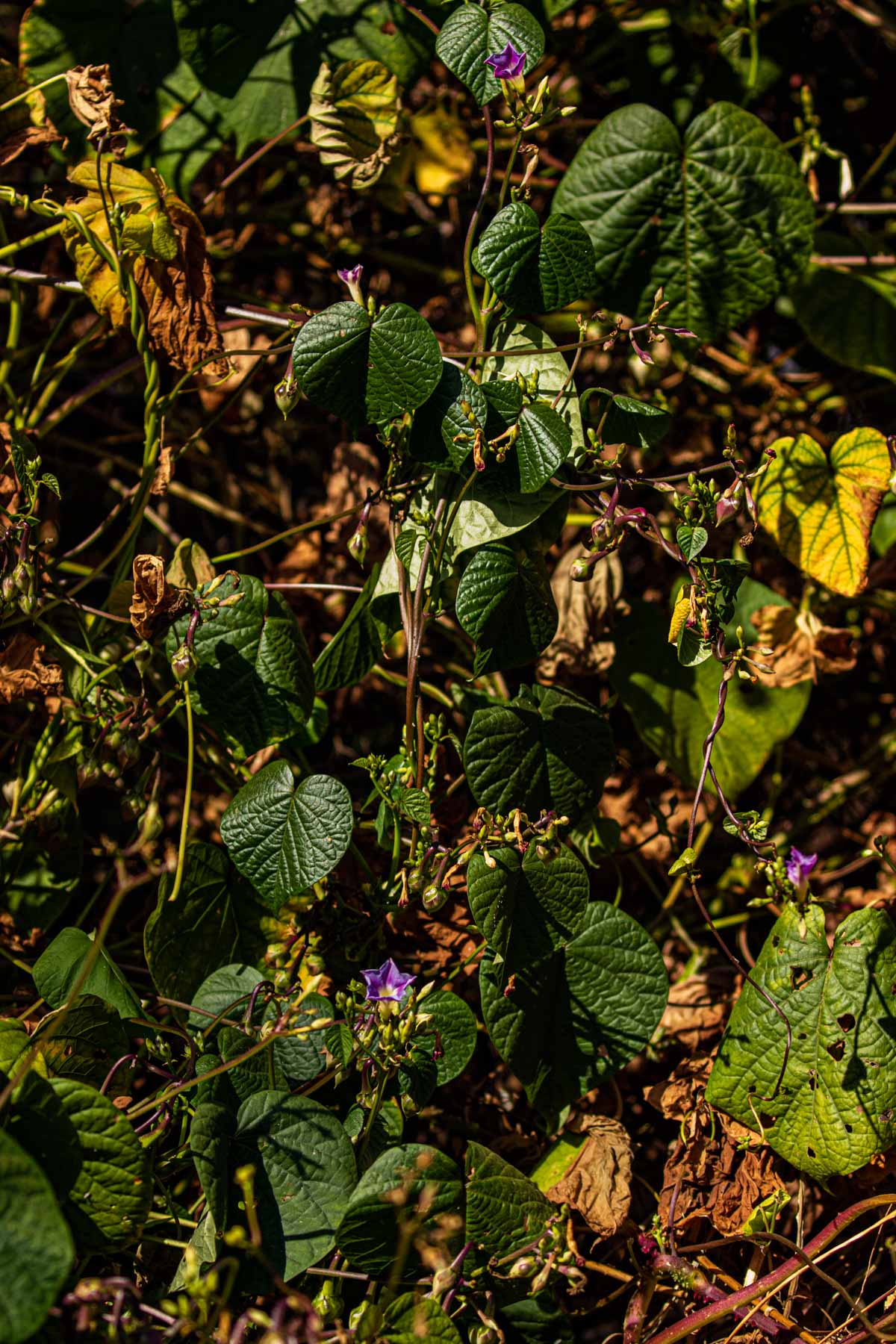 Ipomoea parasitica Ipomoea parasitica