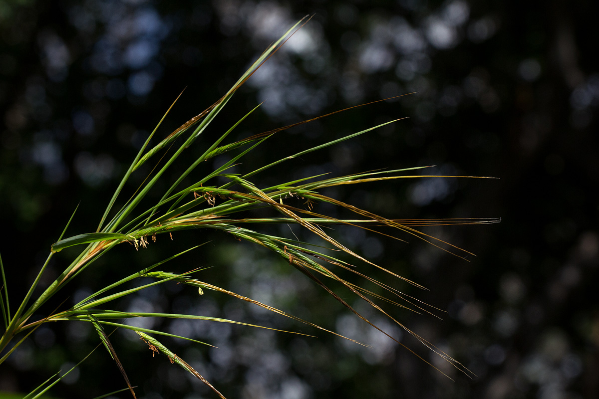 Heteropogon melanocarpus