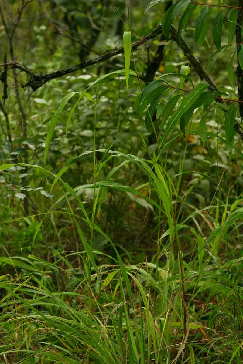 Rottboellia cochinchinensis