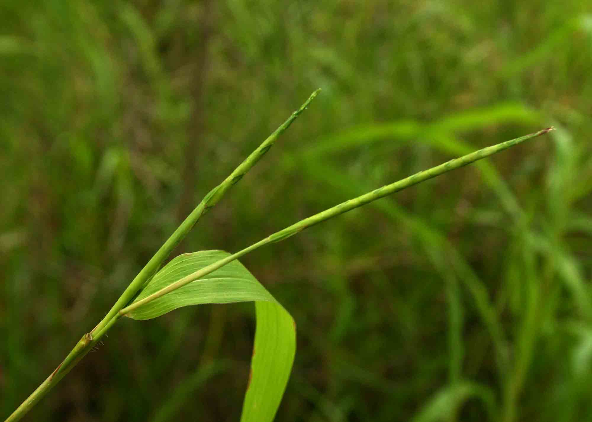 Rottboellia cochinchinensis