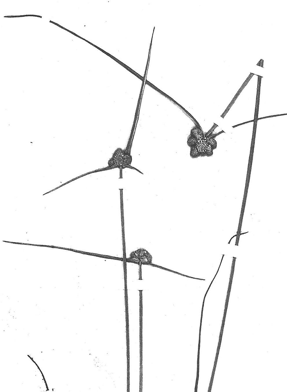 Lipocarpha chinensis