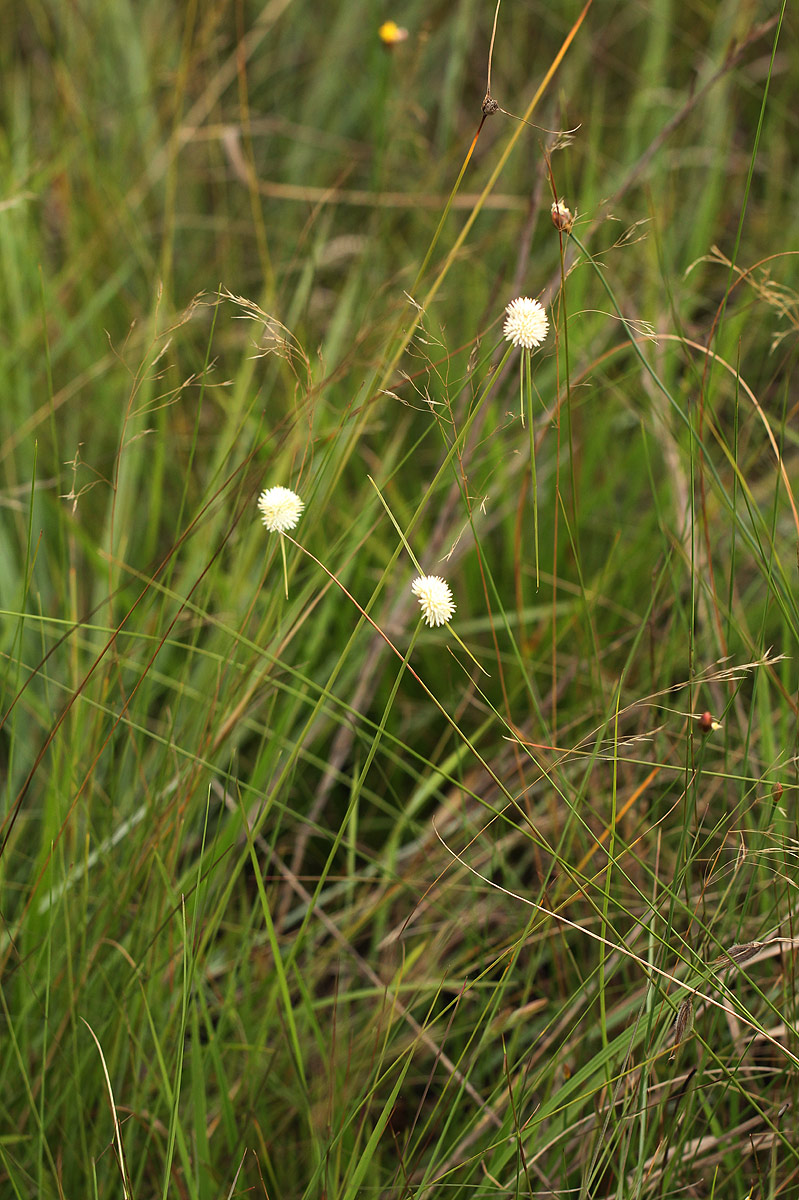 Ascolepis capensis