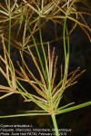 Cyperus articulatus
