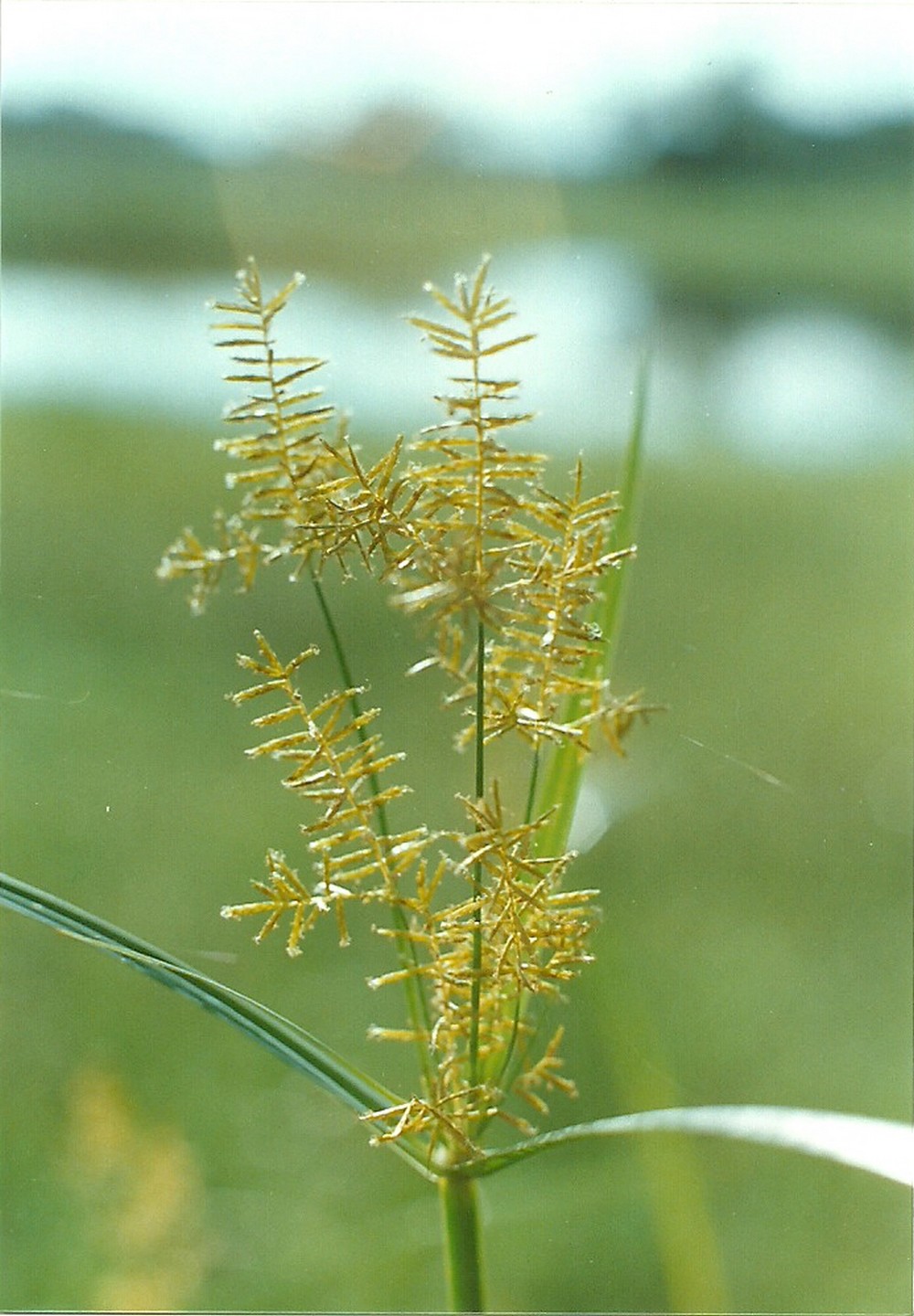 Cyperus digitatus subsp. auricomus