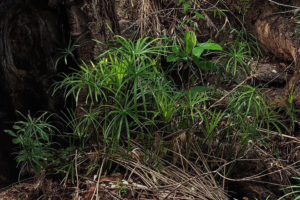 Cyperus involucratus