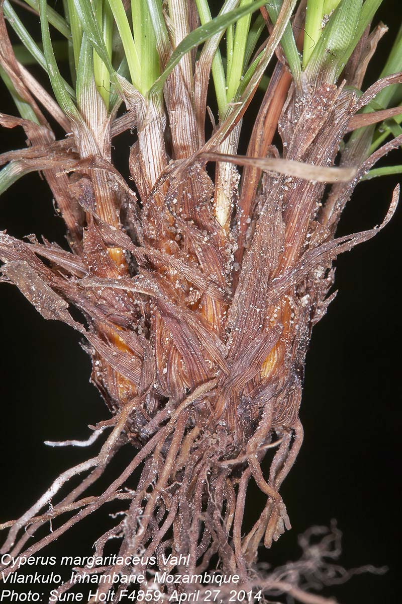 Cyperus margaritaceus