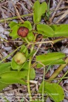 Ipomoea pes-caprae subsp. brasiliensis