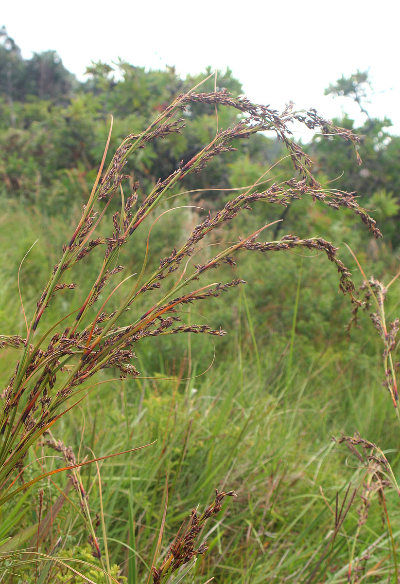 Costularia natalensis