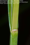 Rhynchospora holoschoenoides