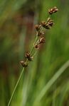 Scleria bulbifera