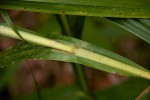 Scleria racemosa