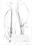 Scleria welwitschii