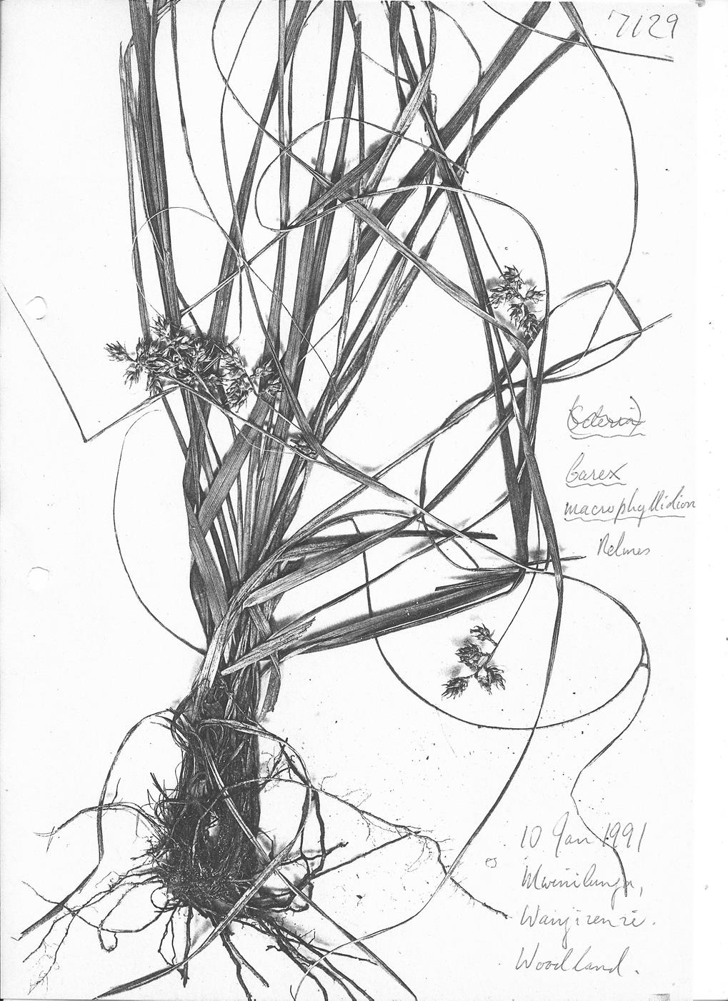 Carex macrophyllidion