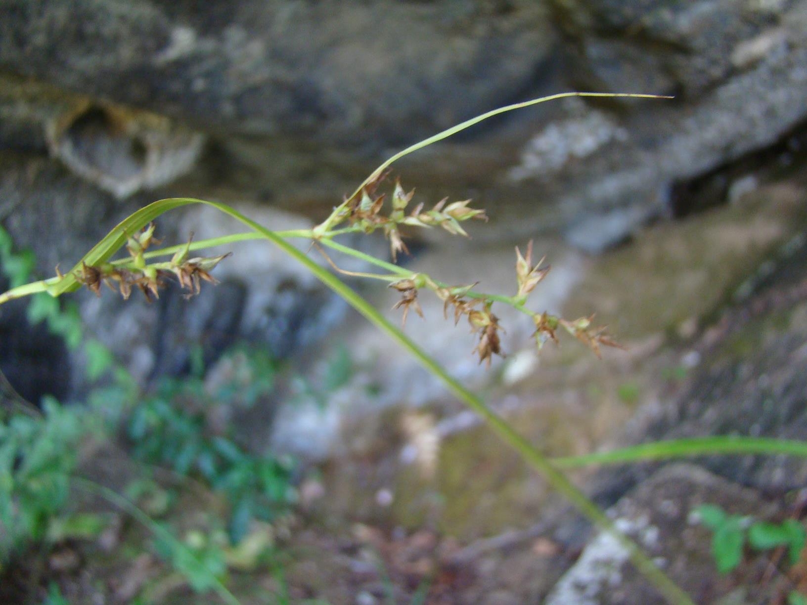 Carex macrophyllidion