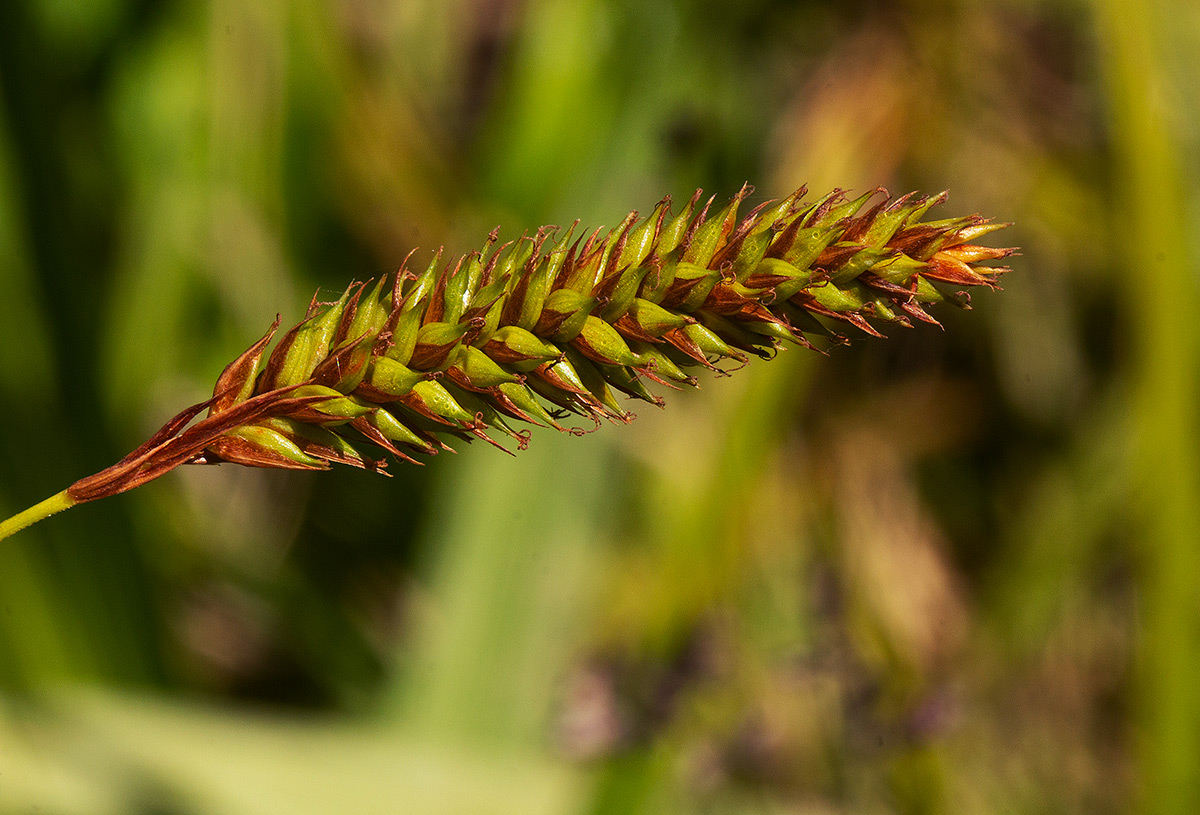 Carex petitiana