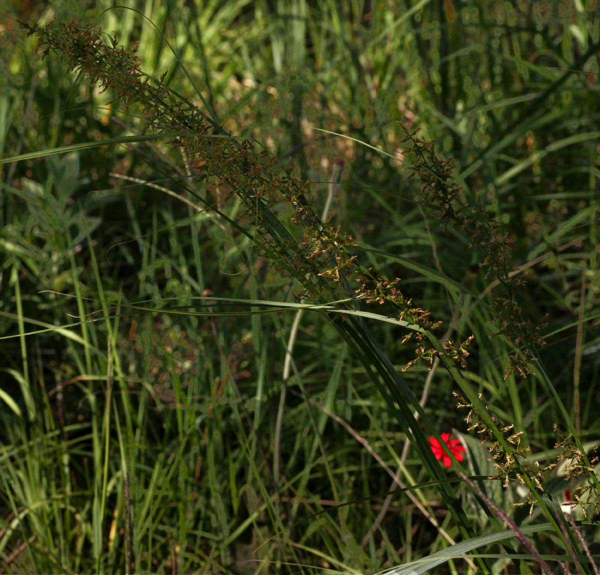 Carex spicato-paniculata