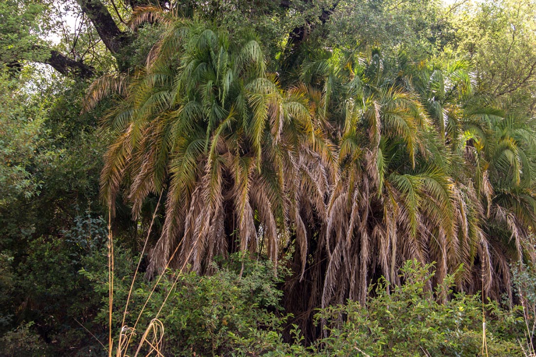 Phoenix reclinata Phoenix reclinata