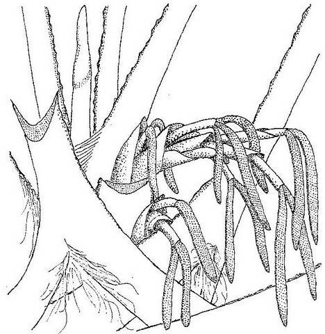Borassus aethiopum