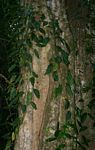 Culcasia falcifolia