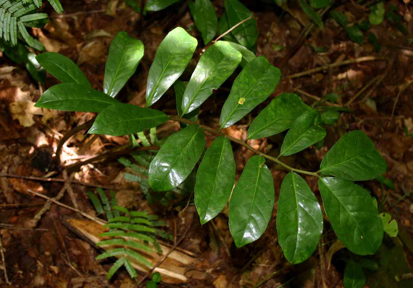 Zamioculcas zamiifolia