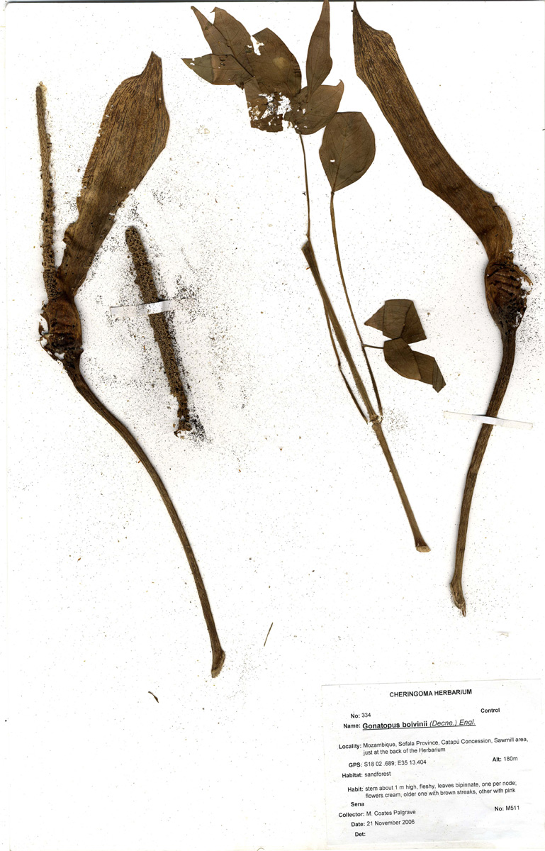 Gonatopus boivinii
