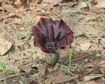 Amorphophallus abyssinicus subsp. unyikae