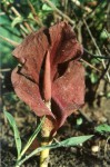 Amorphophallus abyssinicus subsp. unyikae