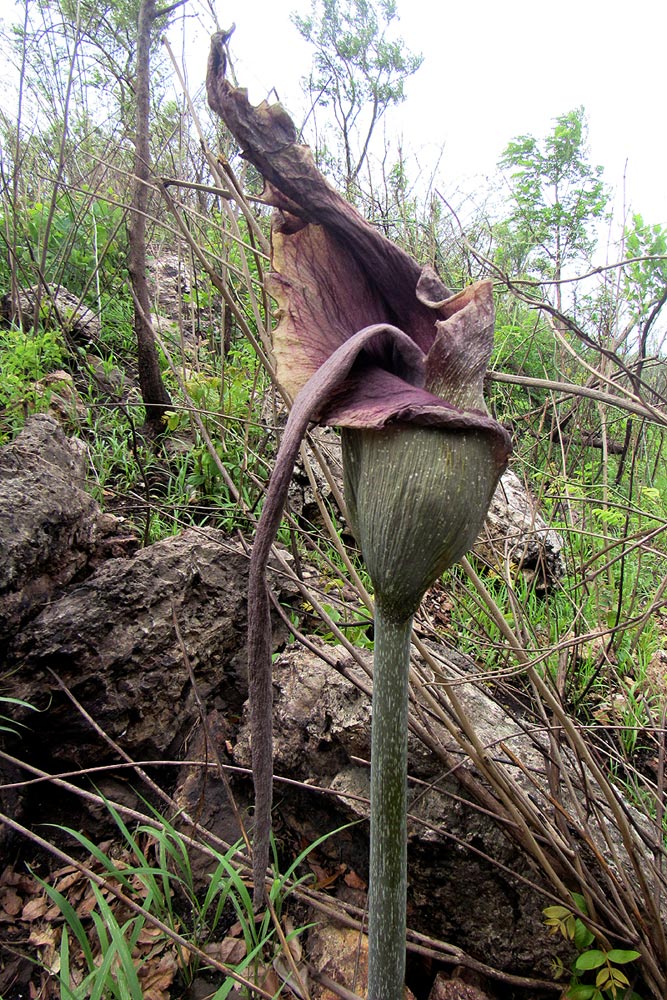 Amorphophallus maximus subsp. fischeri