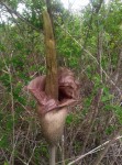 Amorphophallus maximus subsp. fischeri