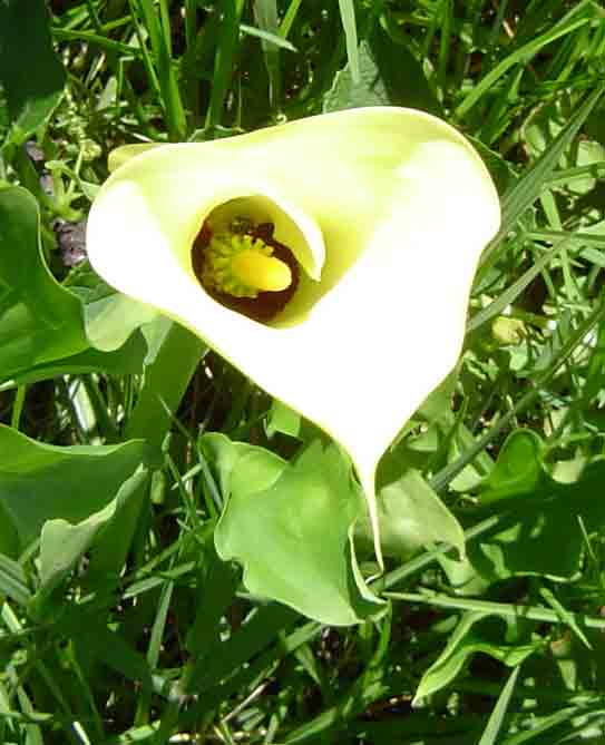 Zantedeschia albomaculata subsp. albomaculata