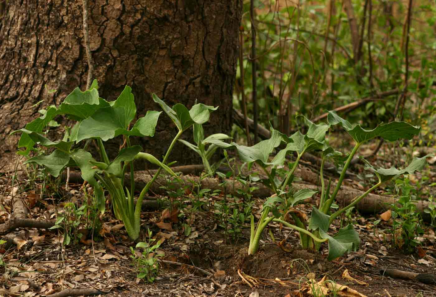 Stylochaeton natalensis subsp. natalensis Stylochaeton natalensis subsp. natalensis