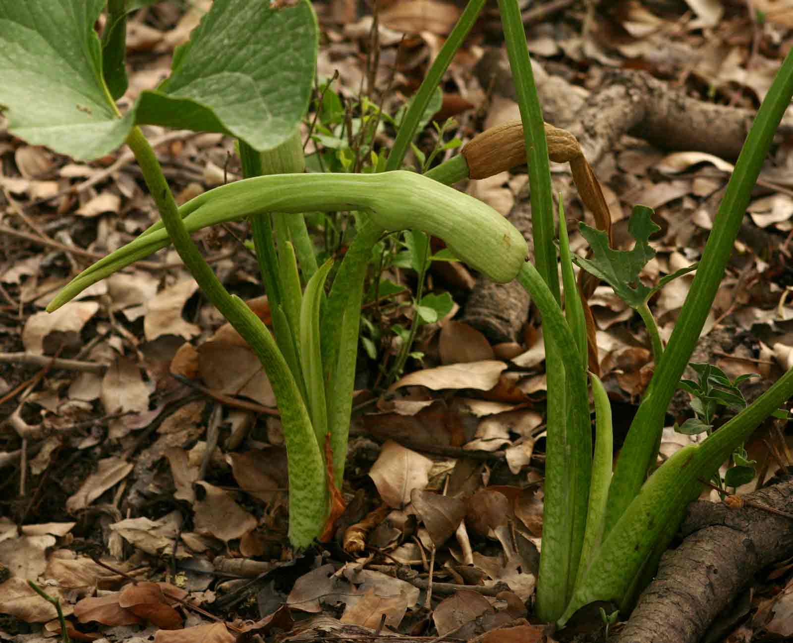 Stylochaeton natalensis subsp. natalensis