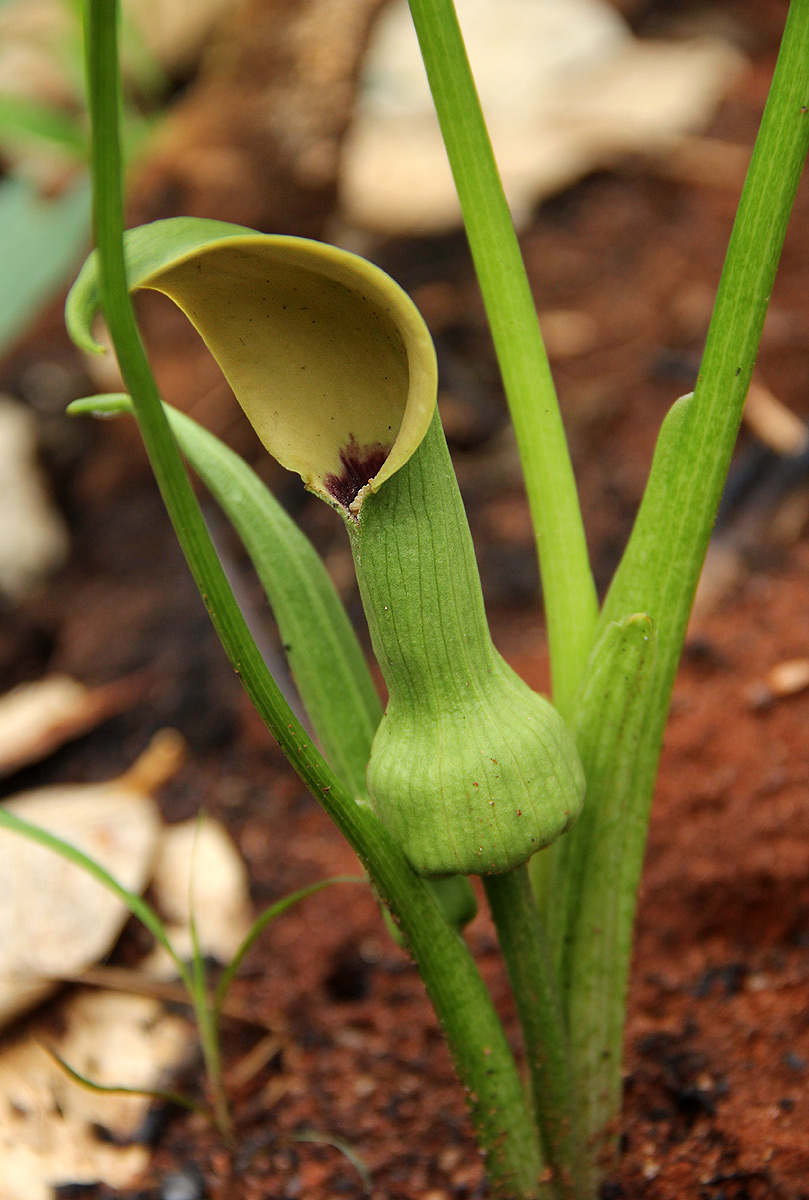 Stylochaeton natalensis subsp. natalensis
