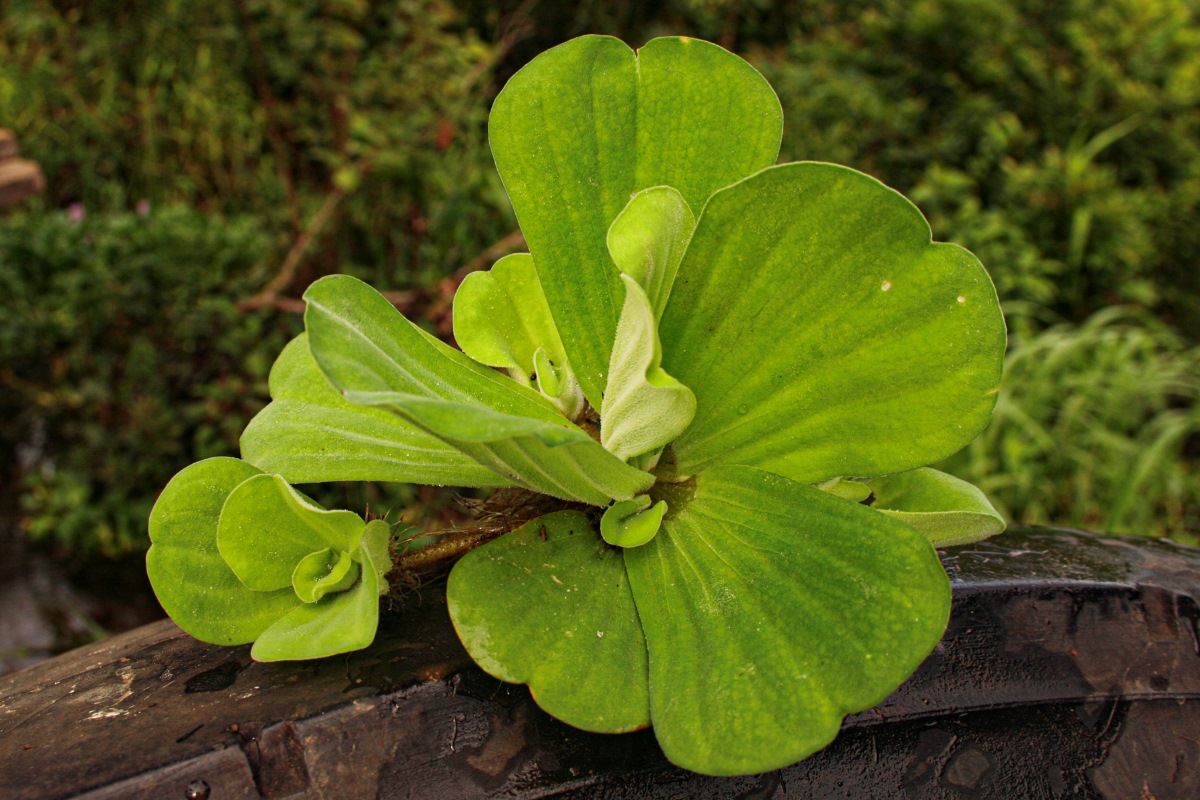 Pistia stratiotes Pistia stratiotes